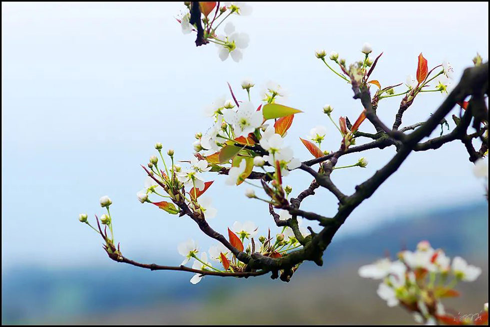 【春天,广西桂林灌阳县向您发出邀请!】我们在灌阳看梨花 - 游山玩水 - 伊春生活社区 - 伊春28生活网 yich.28life.com