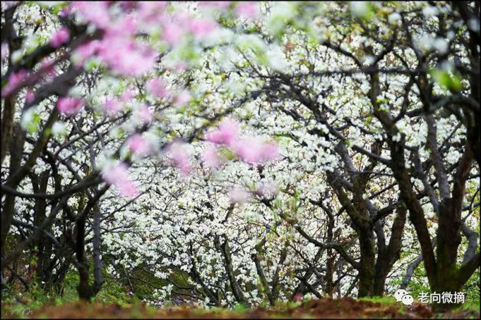 【春天,广西桂林灌阳县向您发出邀请!】我们在灌阳看梨花 - 游山玩水 - 伊春生活社区 - 伊春28生活网 yich.28life.com
