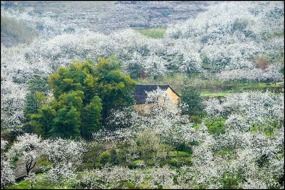 【春天,广西桂林灌阳县向您发出邀请!】我们在灌阳看梨花 - 游山玩水 - 伊春生活社区 - 伊春28生活网 yich.28life.com