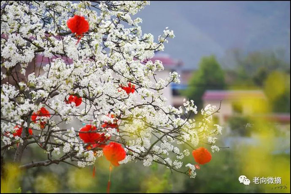 【春天,广西桂林灌阳县向您发出邀请!】我们在灌阳看梨花 - 游山玩水 - 伊春生活社区 - 伊春28生活网 yich.28life.com