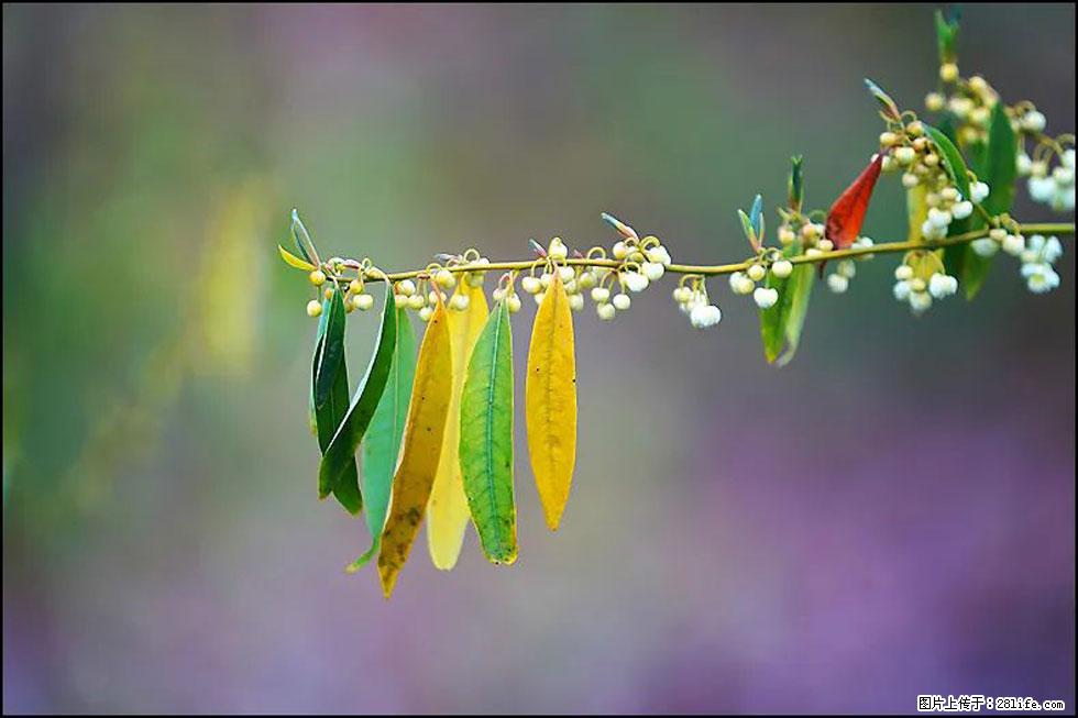 【春天,广西桂林灌阳县向您发出邀请!】米珠山前有片山苍子花在飘香 - 游山玩水 - 伊春生活社区 - 伊春28生活网 yich.28life.com