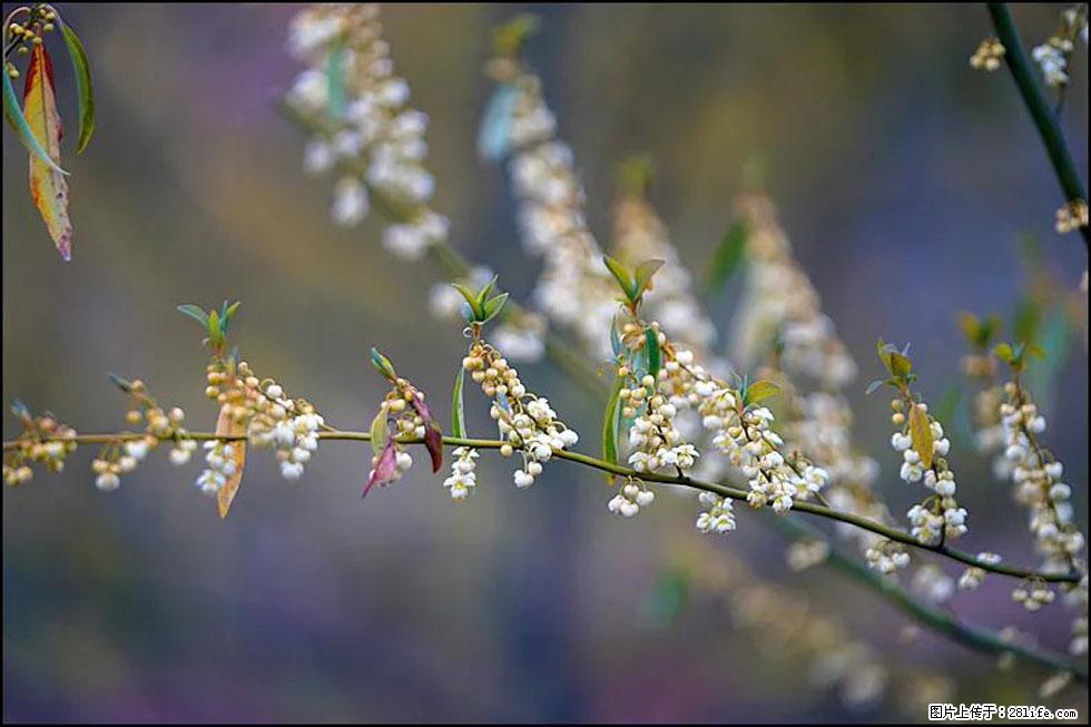 【春天,广西桂林灌阳县向您发出邀请!】米珠山前有片山苍子花在飘香 - 游山玩水 - 伊春生活社区 - 伊春28生活网 yich.28life.com