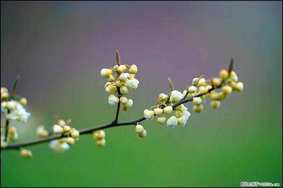 【春天,广西桂林灌阳县向您发出邀请!】米珠山前有片山苍子花在飘香 - 游山玩水 - 伊春生活社区 - 伊春28生活网 yich.28life.com