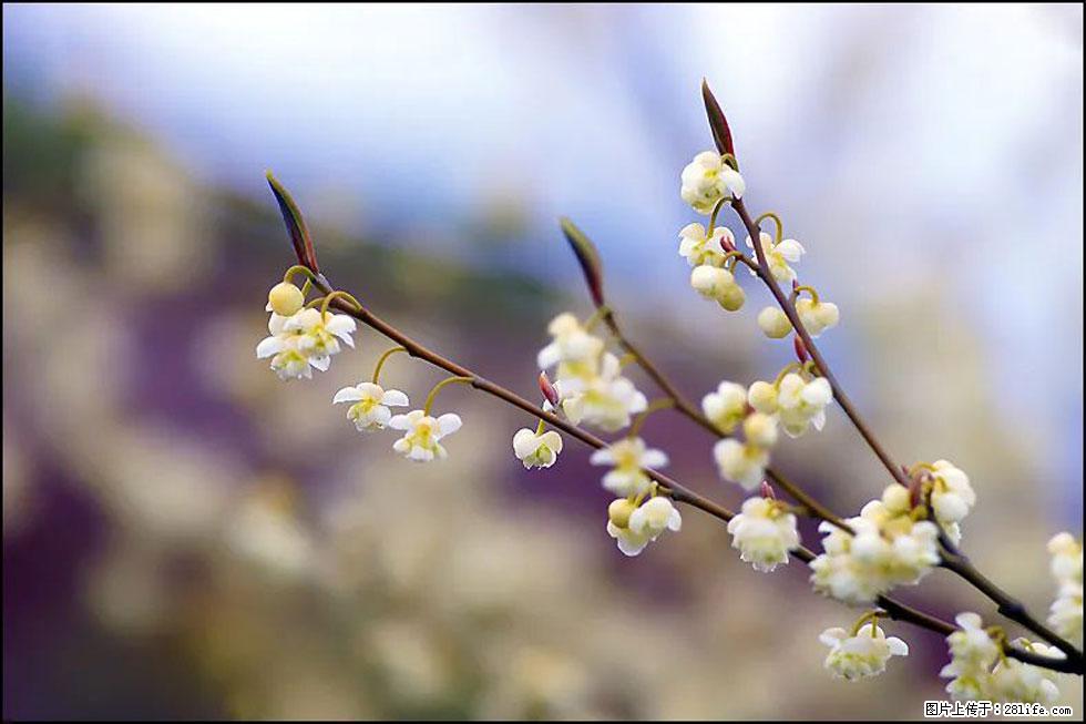 【春天,广西桂林灌阳县向您发出邀请!】米珠山前有片山苍子花在飘香 - 游山玩水 - 伊春生活社区 - 伊春28生活网 yich.28life.com