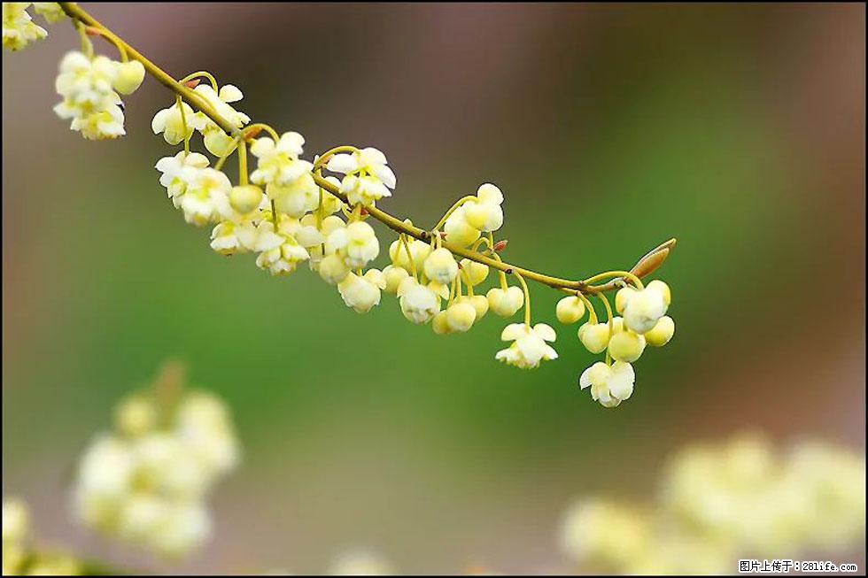 【春天,广西桂林灌阳县向您发出邀请!】米珠山前有片山苍子花在飘香 - 游山玩水 - 伊春生活社区 - 伊春28生活网 yich.28life.com