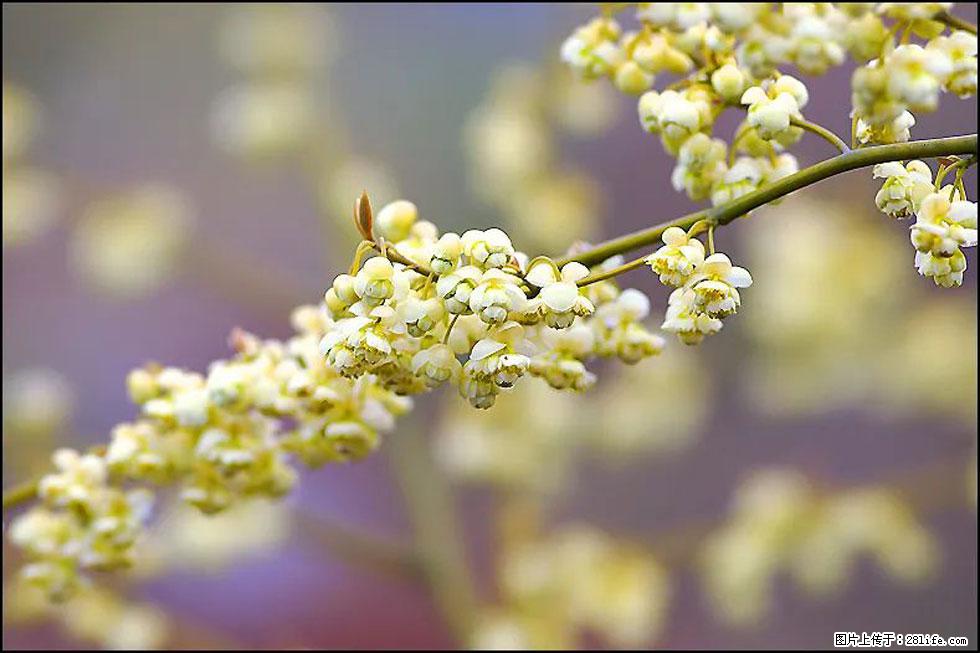 【春天,广西桂林灌阳县向您发出邀请!】米珠山前有片山苍子花在飘香 - 游山玩水 - 伊春生活社区 - 伊春28生活网 yich.28life.com