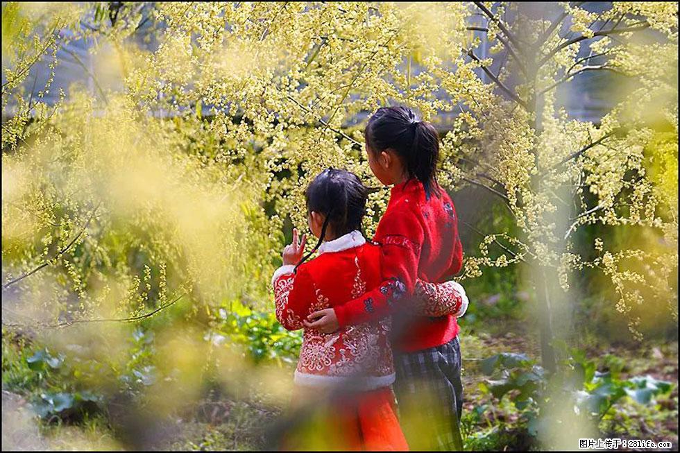 【春天,广西桂林灌阳县向您发出邀请!】米珠山前有片山苍子花在飘香 - 游山玩水 - 伊春生活社区 - 伊春28生活网 yich.28life.com