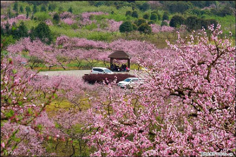 【春天,广西桂林灌阳县向您发出邀请!】官庄村有个醉美的桃花园 - 游山玩水 - 伊春生活社区 - 伊春28生活网 yich.28life.com