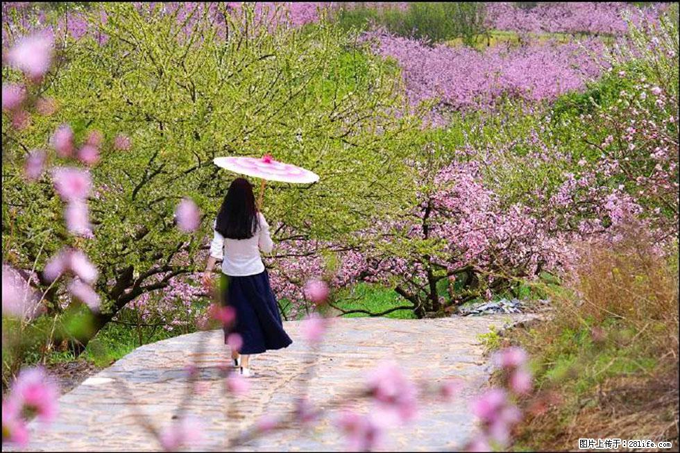 【春天,广西桂林灌阳县向您发出邀请!】官庄村有个醉美的桃花园 - 游山玩水 - 伊春生活社区 - 伊春28生活网 yich.28life.com