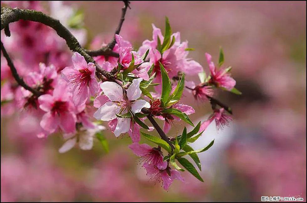 【春天,广西桂林灌阳县向您发出邀请!】官庄村有个醉美的桃花园 - 游山玩水 - 伊春生活社区 - 伊春28生活网 yich.28life.com