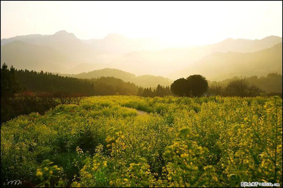 【春天,广西桂林灌阳县向您发出邀请!】长坪村油菜盛情花开 - 游山玩水 - 伊春生活社区 - 伊春28生活网 yich.28life.com