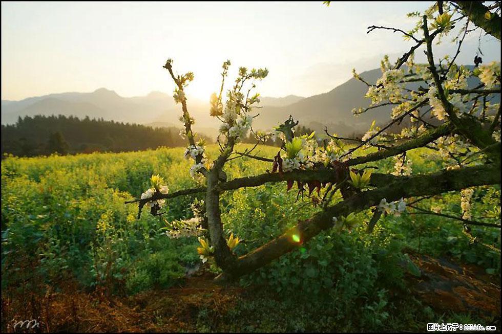 【春天,广西桂林灌阳县向您发出邀请!】长坪村油菜盛情花开 - 游山玩水 - 伊春生活社区 - 伊春28生活网 yich.28life.com