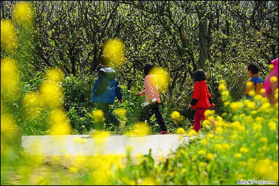 【春天,广西桂林灌阳县向您发出邀请!】长坪村油菜盛情花开 - 游山玩水 - 伊春生活社区 - 伊春28生活网 yich.28life.com