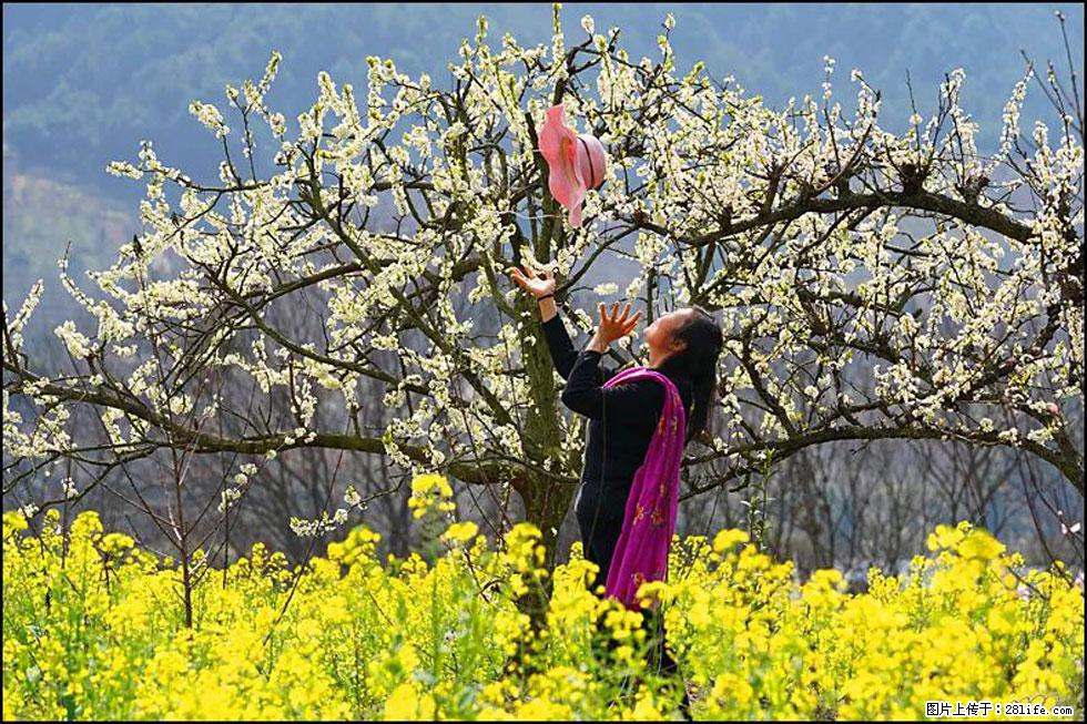 【春天,广西桂林灌阳县向您发出邀请!】长坪村油菜盛情花开 - 游山玩水 - 伊春生活社区 - 伊春28生活网 yich.28life.com