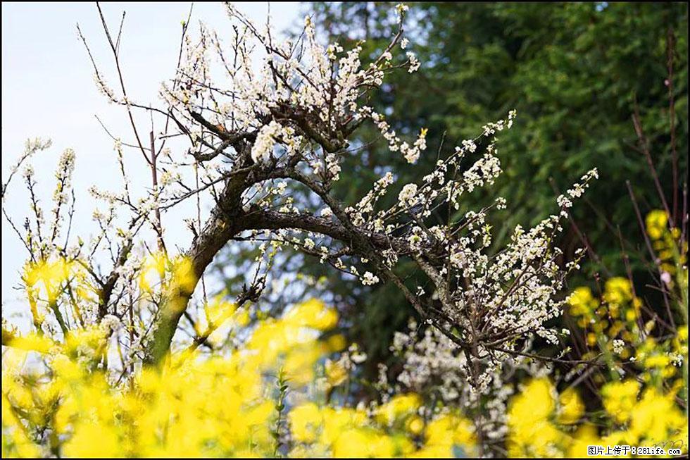 【春天,广西桂林灌阳县向您发出邀请!】长坪村油菜盛情花开 - 游山玩水 - 伊春生活社区 - 伊春28生活网 yich.28life.com