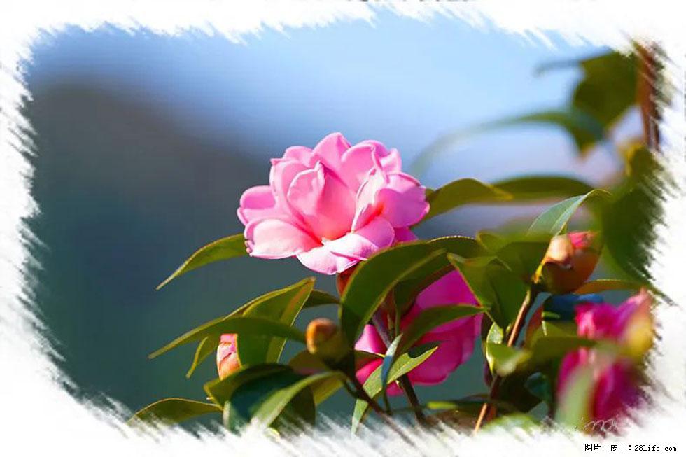 【春天,广西桂林灌阳县向您发出邀请!】杨柳井茶花惹人爱 - 游山玩水 - 伊春生活社区 - 伊春28生活网 yich.28life.com