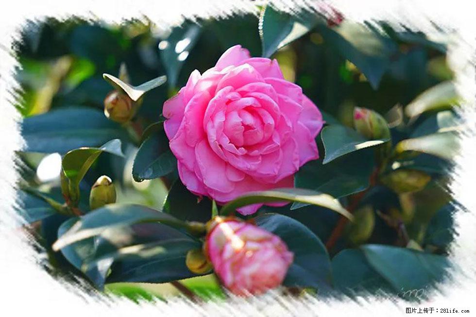 【春天,广西桂林灌阳县向您发出邀请!】杨柳井茶花惹人爱 - 游山玩水 - 伊春生活社区 - 伊春28生活网 yich.28life.com