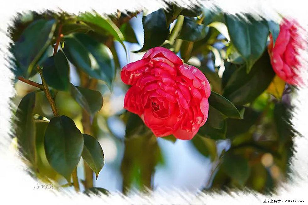 【春天,广西桂林灌阳县向您发出邀请!】杨柳井茶花惹人爱 - 游山玩水 - 伊春生活社区 - 伊春28生活网 yich.28life.com