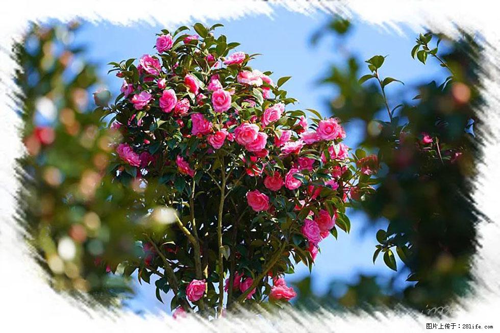 【春天,广西桂林灌阳县向您发出邀请!】杨柳井茶花惹人爱 - 游山玩水 - 伊春生活社区 - 伊春28生活网 yich.28life.com