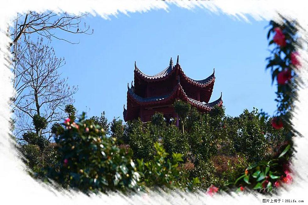 【春天,广西桂林灌阳县向您发出邀请!】杨柳井茶花惹人爱 - 游山玩水 - 伊春生活社区 - 伊春28生活网 yich.28life.com