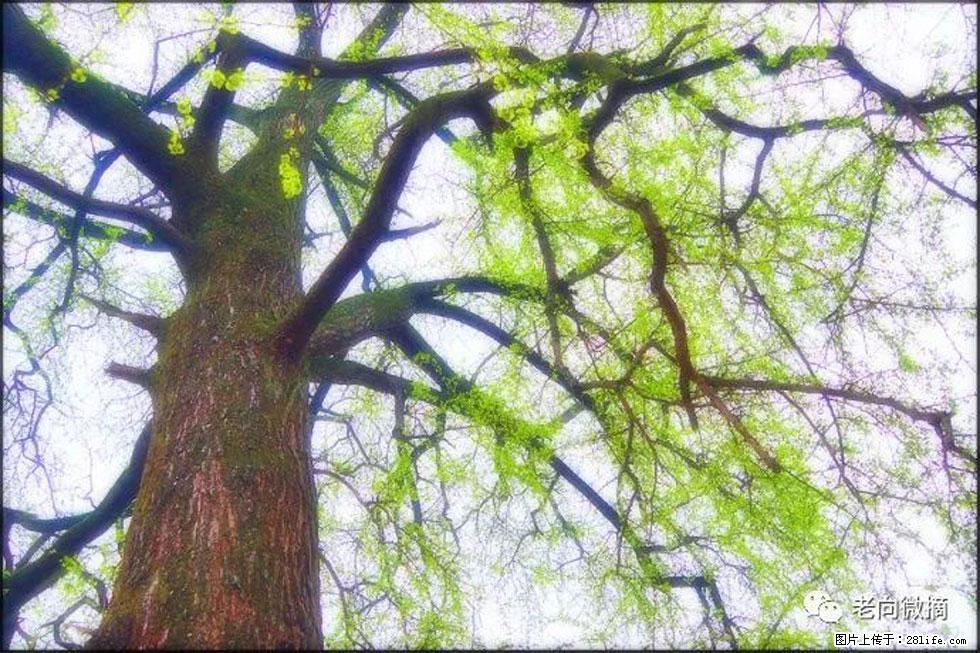 【春天，广西桂林灌阳县向您发出邀请！】在小龙村与春天约会 - 游山玩水 - 伊春生活社区 - 伊春28生活网 yich.28life.com