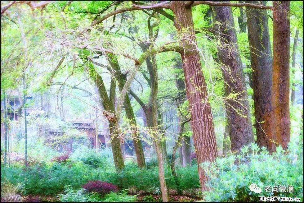 【春天，广西桂林灌阳县向您发出邀请！】在小龙村与春天约会 - 游山玩水 - 伊春生活社区 - 伊春28生活网 yich.28life.com