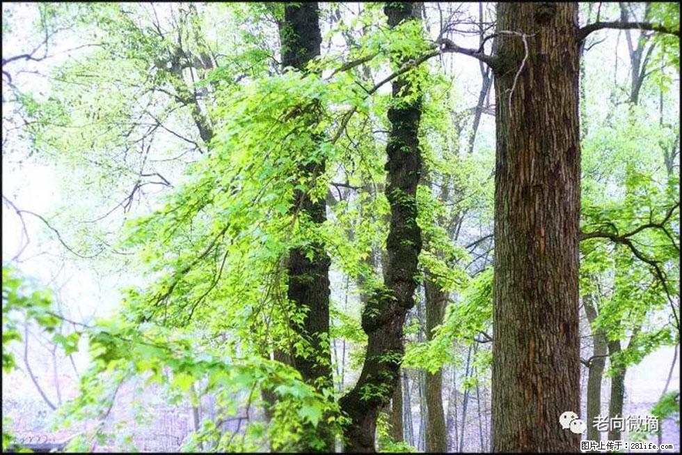 【春天，广西桂林灌阳县向您发出邀请！】在小龙村与春天约会 - 游山玩水 - 伊春生活社区 - 伊春28生活网 yich.28life.com