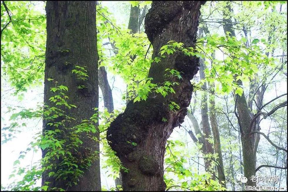 【春天，广西桂林灌阳县向您发出邀请！】在小龙村与春天约会 - 游山玩水 - 伊春生活社区 - 伊春28生活网 yich.28life.com