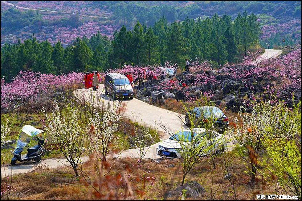 【春天，广西桂林灌阳县向您发出邀请！】望月岭上桃花开 - 游山玩水 - 伊春生活社区 - 伊春28生活网 yich.28life.com