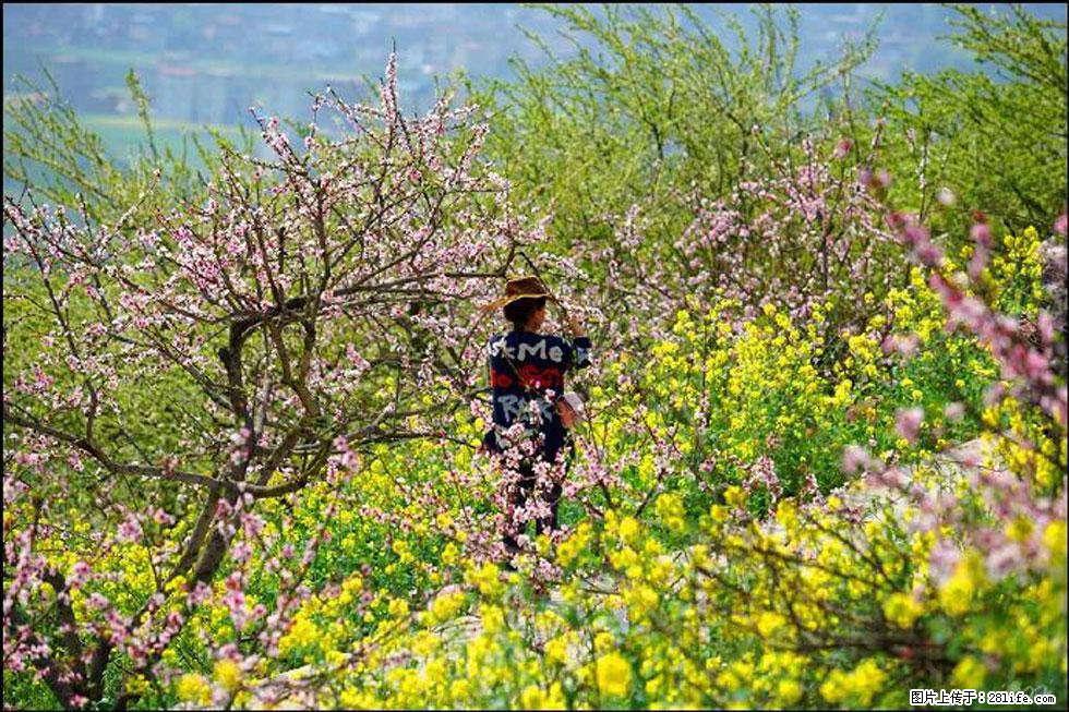 【春天，广西桂林灌阳县向您发出邀请！】望月岭上桃花开 - 游山玩水 - 伊春生活社区 - 伊春28生活网 yich.28life.com