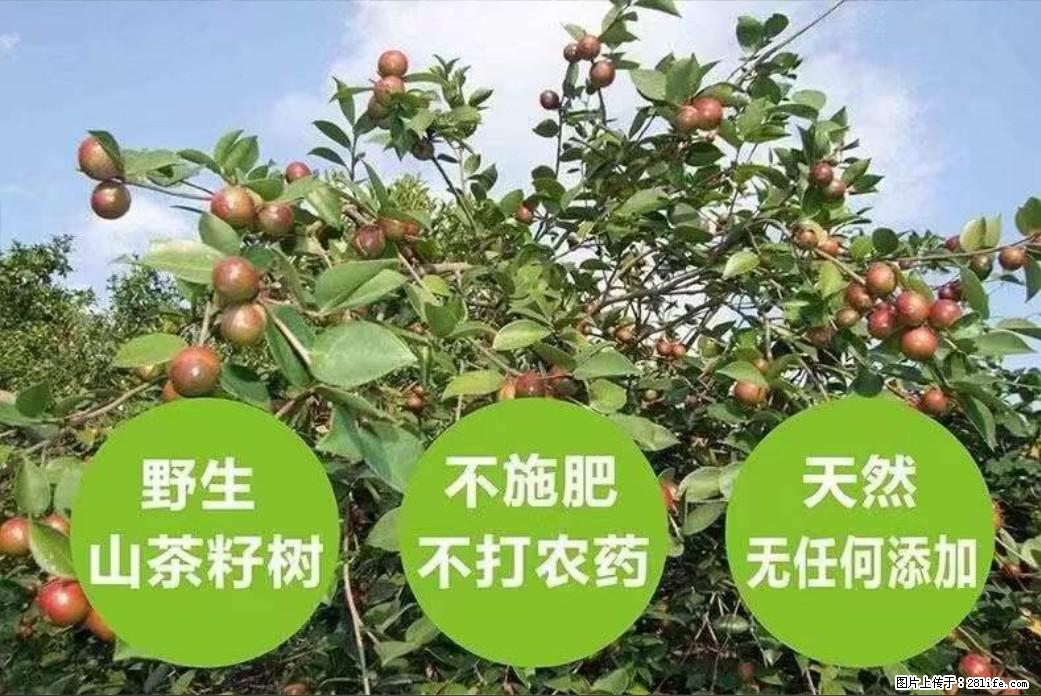 【灌阳县油茶产业示范区】一个有着充实的精神生活的人，对待身外之物自会有一种淡泊的态度 - 土特产 - 饮食特产 - 伊春分类信息 - 伊春28生活网 yich.28life.com