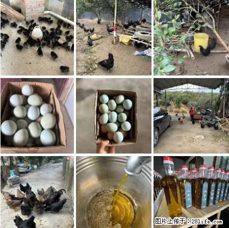 油茶园从小鸡仔开始养起的纯土鸡、土鸡蛋可以预定啦!还有前几天刚榨的纯山茶油哦 - 美食天地 - 伊春生活社区 - 伊春28生活网 yich.28life.com