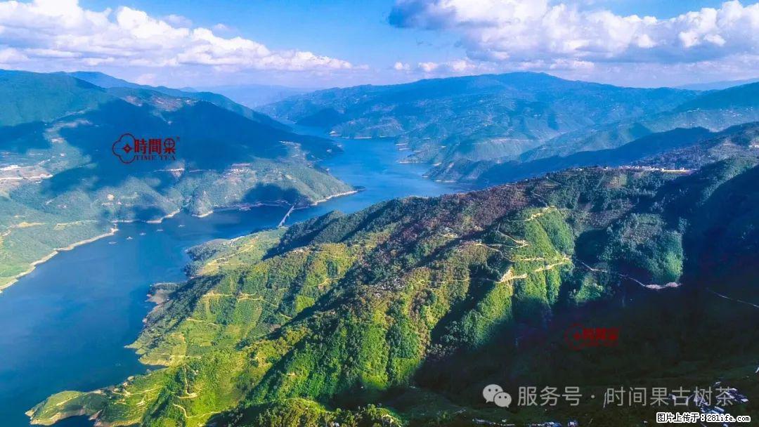 时间果百年古树龙珠普洱生茶 - 购物交流 - 伊春生活社区 - 伊春28生活网 yich.28life.com