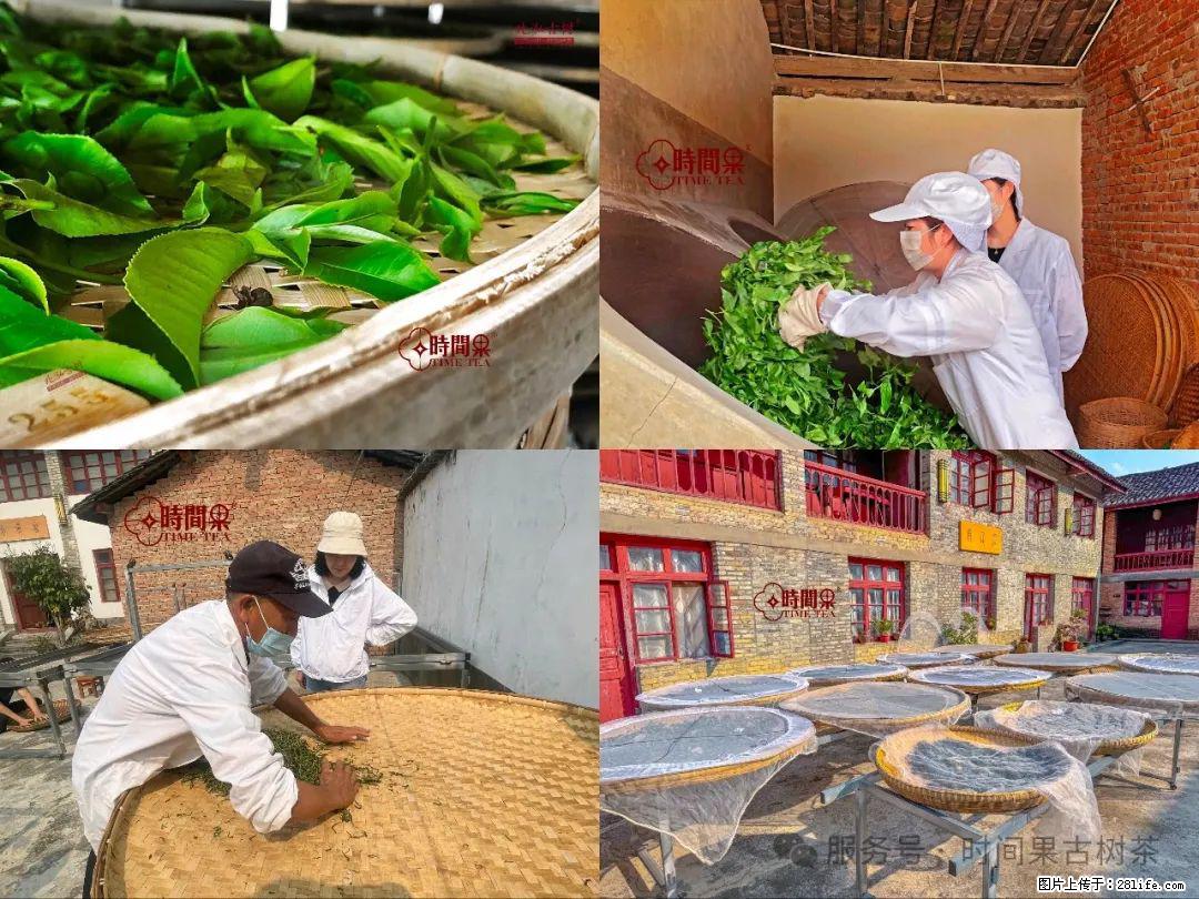 时间果百年古树龙珠普洱生茶 - 购物交流 - 伊春生活社区 - 伊春28生活网 yich.28life.com