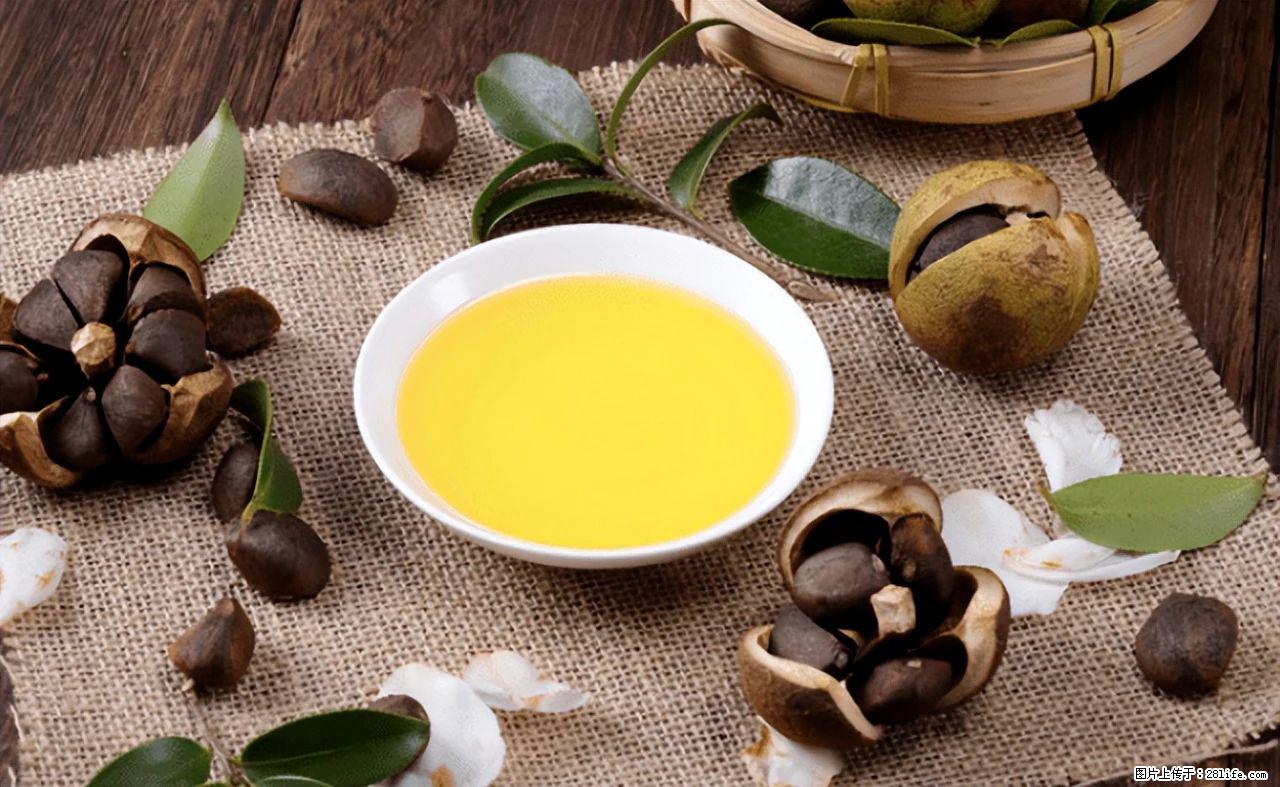 揭秘茶油的5大核心营养成分!被称为人体健康的“守护盾”! - 伊春生活资讯 - 伊春28生活网 yich.28life.com