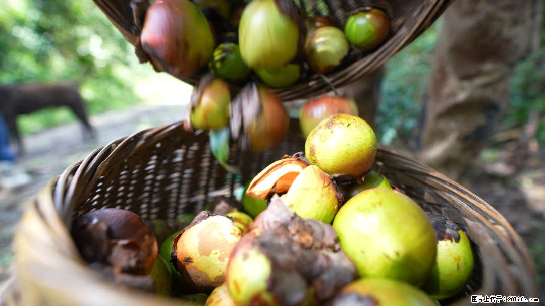 揭秘茶油的5大核心营养成分!被称为人体健康的“守护盾”! - 伊春生活资讯 - 伊春28生活网 yich.28life.com