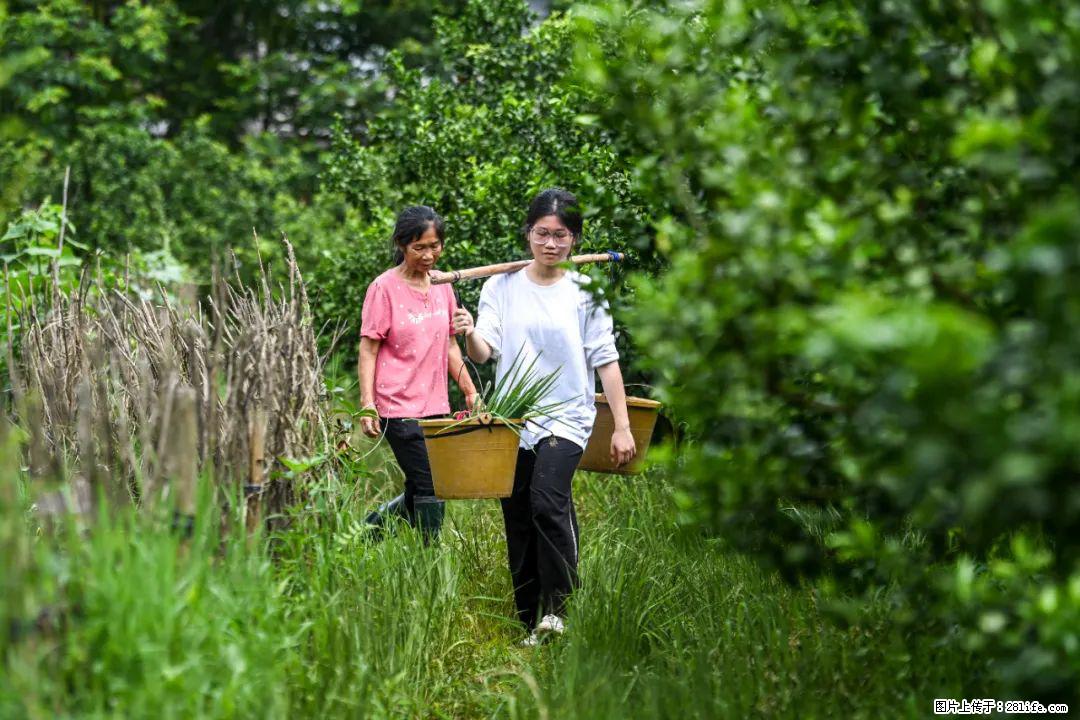 全网追的“扁担女孩”,找了一份暑假工,时薪12元 - 伊春生活资讯 - 伊春28生活网 yich.28life.com