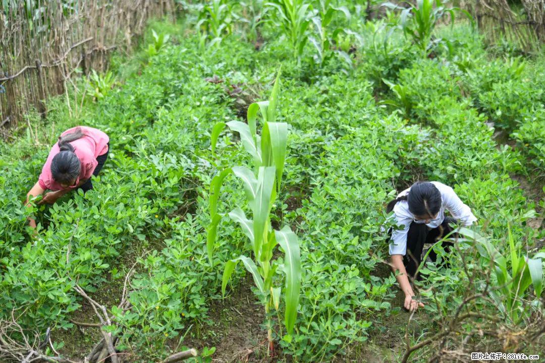 全网追的“扁担女孩”,找了一份暑假工,时薪12元 - 伊春生活资讯 - 伊春28生活网 yich.28life.com