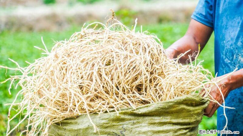 堪称“最难吃”的蔬菜，却是 “抗辐射神器”，还能护肺、清热、止咳化痰！ - 伊春生活资讯 - 伊春28生活网 yich.28life.com