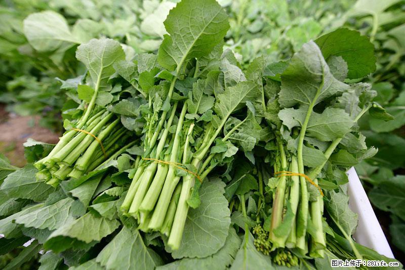 这些蔬菜是“天然钙片”，这6种被医生重点推荐 - 伊春生活资讯 - 伊春28生活网 yich.28life.com